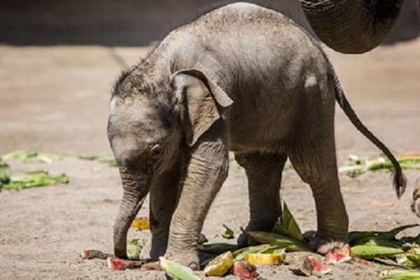 عکس/ «مایسا» اولین بچه فیل باغ وحش ارم