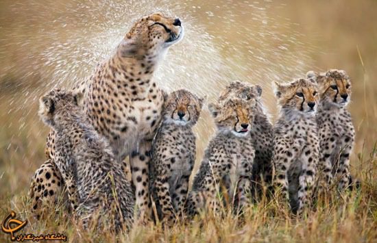 مجلس موضوع توله یوزپلنگ‌های ایران را بررسی می‌کند