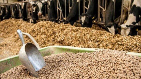 ماجرای وجود خاک اره در نهاده های دامی حیقت دارد؟