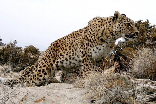 حمله پلنگ سرخهحصار به گربهها و سگها!/ خطری متوجه شهروندان نیست