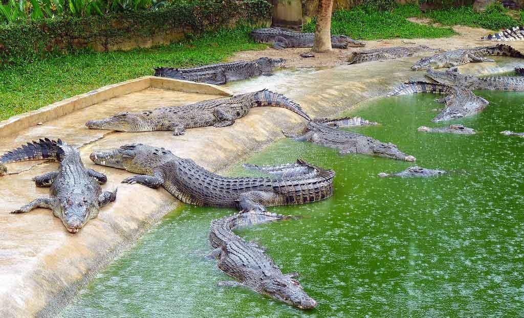 تجارت نان و آب دار کروکودیل در ایران