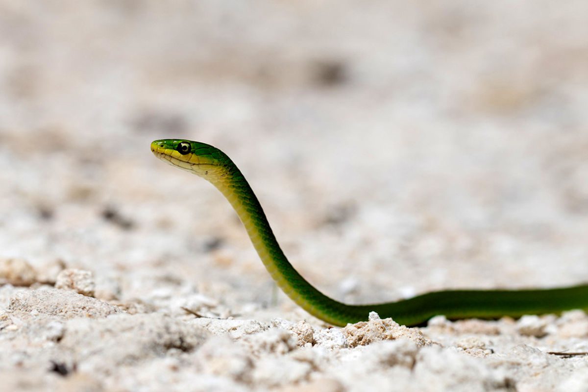 فیلم/لحظه خارج کردن یک مار از گوش یک دختر