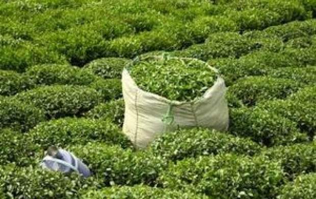 فواید و مضرات خوردن چای