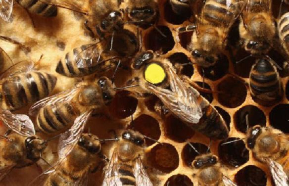 بودجه راهیان نور را حذف کردند و گفتند اولویت دولت مسائل اقتصادی است