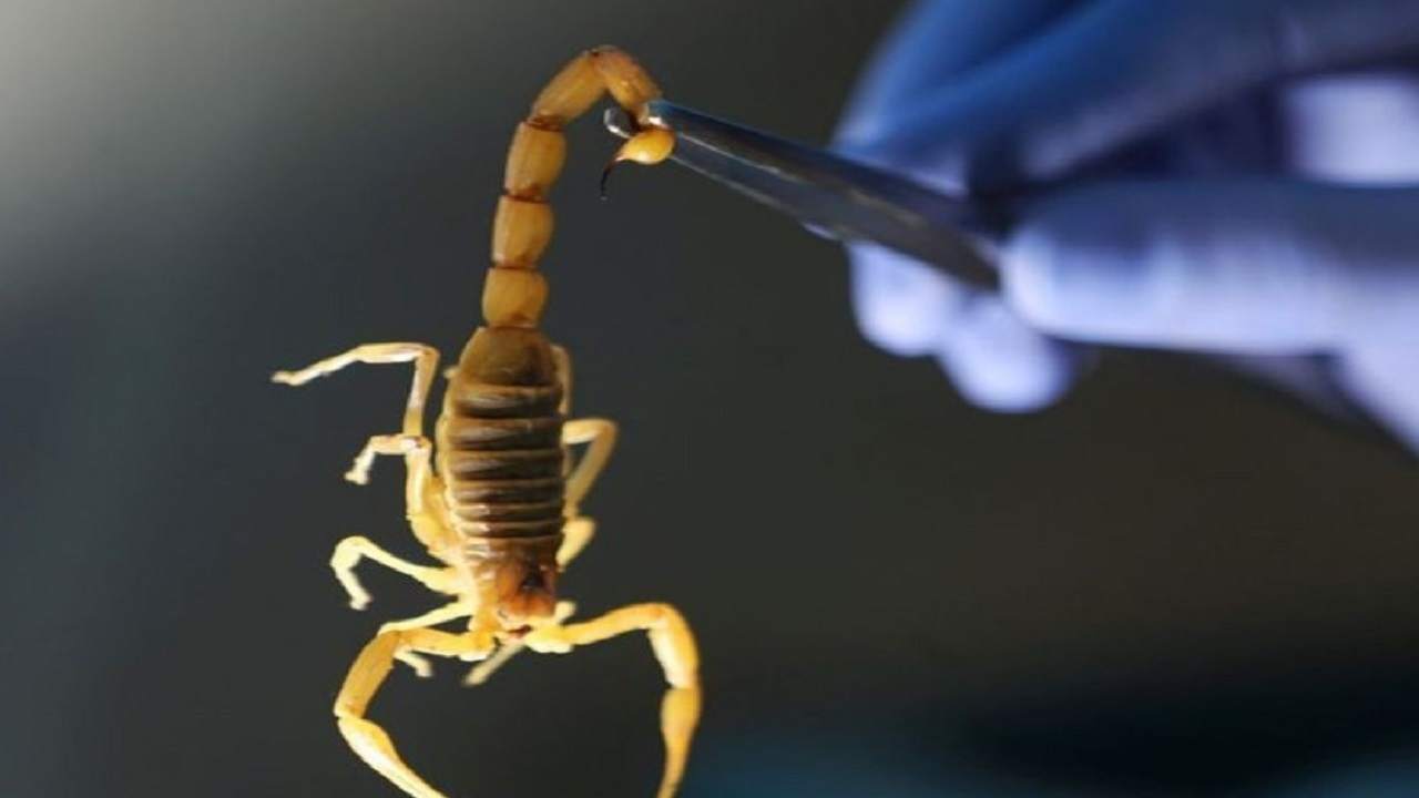 کشف جدید محققان برای درمان کرونا/ زهر این حیوان به جنگ کرونا میرود!