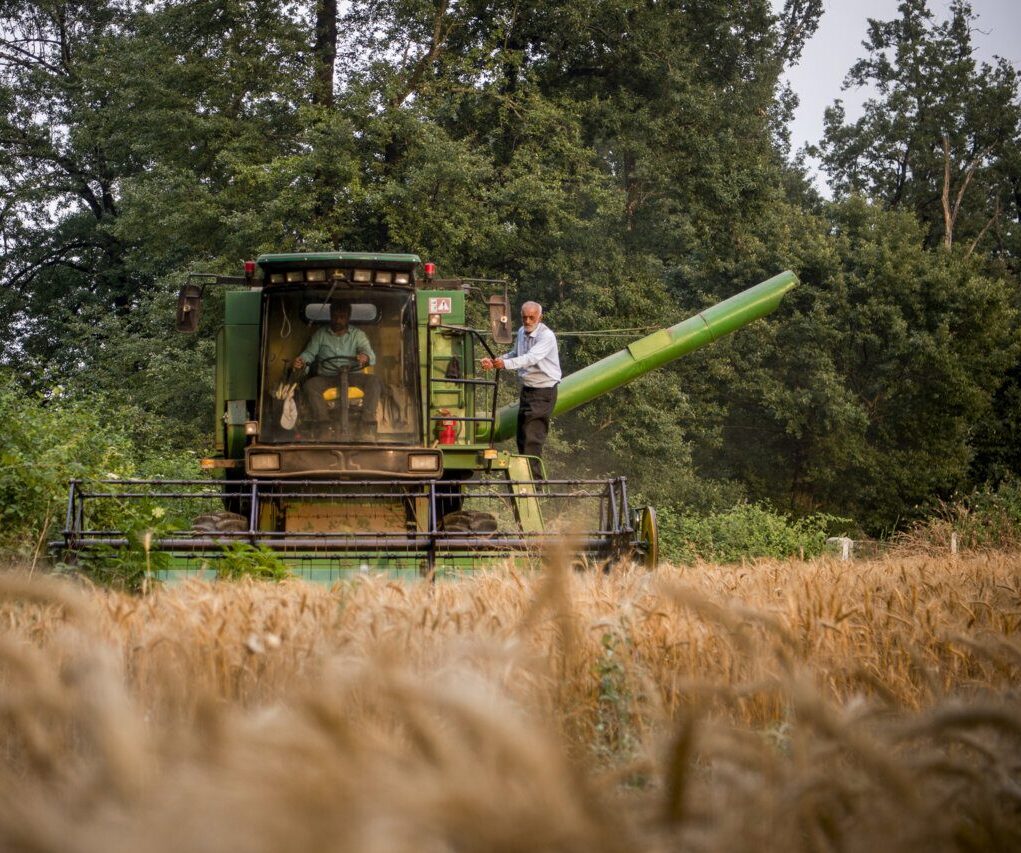 خرید تضمینی گندم از مرز ۸.۲ میلیون تن گذشت