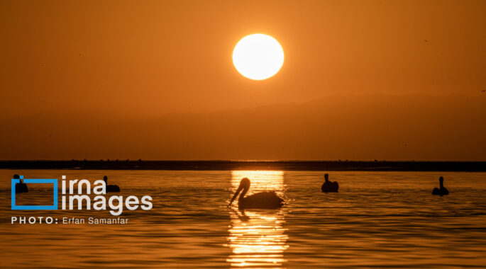 عکس/«پلیکان»؛ نماد تالاب‌های ایران