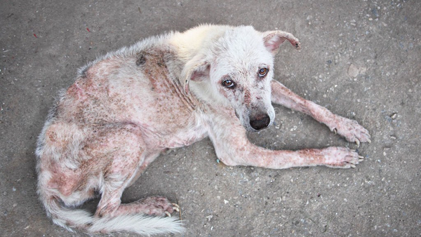 بیماری‌هایی که با پای سگ‌ها به خانه ما می‌‌آیند