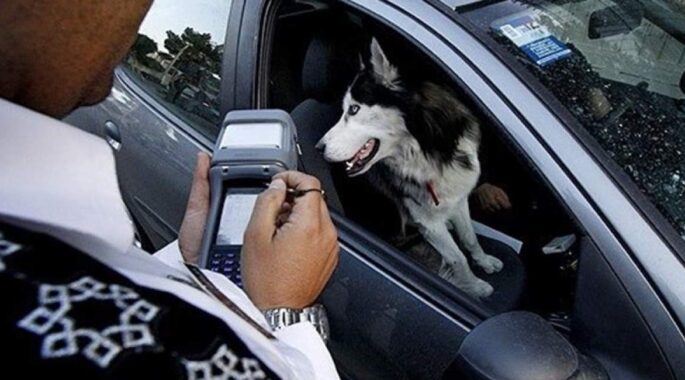 سگ‌گردانی با خودرو در تهران ممنوع است