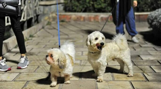 سگ‌گردانی در دنیا محدود، در ایران نامحدود!