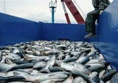 ماهی‌هایی که ایرانی‌ها نمی‌خورند اما ارزآوری می‌کنند/ صادرات 114 میلیون دلاری آبزیان