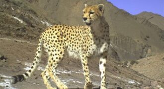 «تلما» دوباره تولهدار شد/ امید تازه در بحران یوز آسیایی/ 3 سال انتظار برای یک تصویر