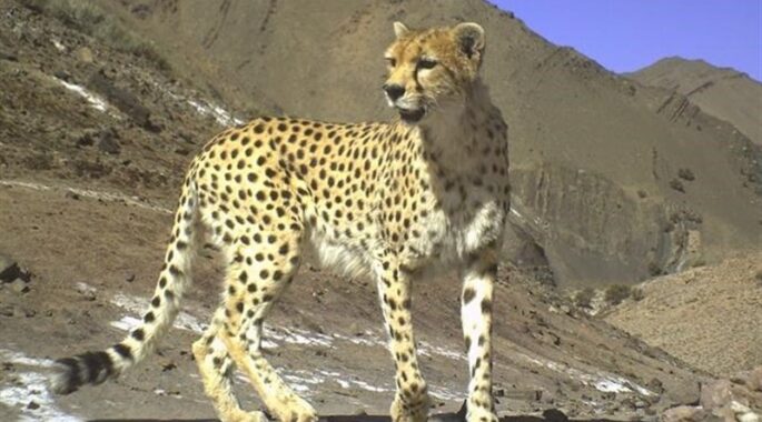 «تلما» دوباره توله‌دار شد/ امید تازه در بحران یوز آسیایی/ 3 سال انتظار برای یک تصویر